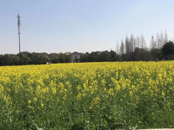 補償安置時房屋已納入城市規劃區，補償費還能拿到嗎？上海動遷咨詢網：應當給